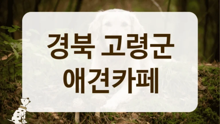 고령군 재방문율 높은 애견카페 리스트업