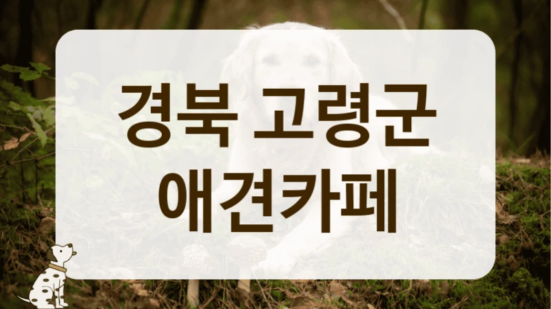 고령군 재방문율 높은 애견카페 리스트업 고령군 재방문율 높은 애견카페 리스트업