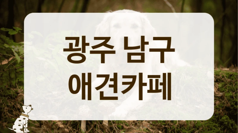 광주 남구 강아지 처음 키운다면, 애견카페 필수 정보