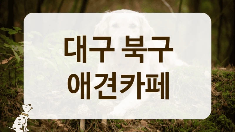 대구 북구 관리가 잘 된 애견카페 추천