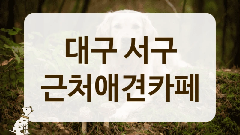 대구 서구 동물등록증 확인 애견카페 위치