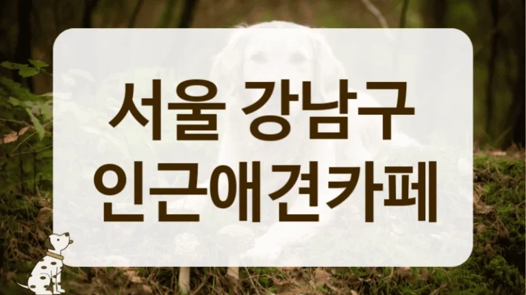 서울 강남구 편안한 분위기 애견카페 추천 서울 강남구 편안한 분위기 애견카페 추천