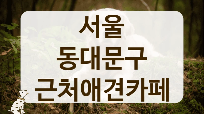 동대문구 반려견 유치원 같이 운영하는 애견카페 추천 동대문구 반려견 유치원 같이 운영하는 애견카페 추천