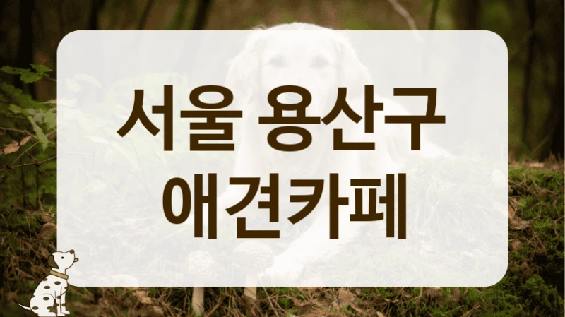 서울 용산구 안전 관리 철저한 애견카페 위치 서울 용산구 안전 관리 철저한 애견카페 위치