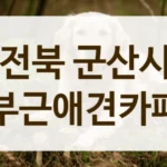 전북 군산시 SNS에서 칭찬 자자한 애견카페