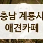 계룡시 밤산책 코스 야간 애견카페 리스트