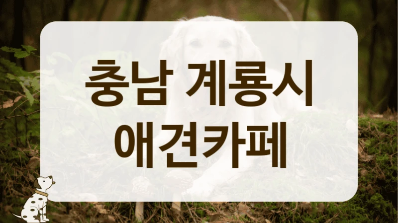 계룡시 밤산책 코스 야간 애견카페 리스트 계룡시 밤산책 코스 야간 애견카페 리스트