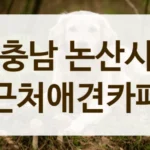 논산시 수술 후 산책 연습 하기 좋은 조용한 애견카페 추천