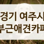 경기 여주시 사계절 이용 가능한 애견카페 안내