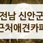 신안군 재활 후 방문 하기 좋은 조용한 애견카페 추천