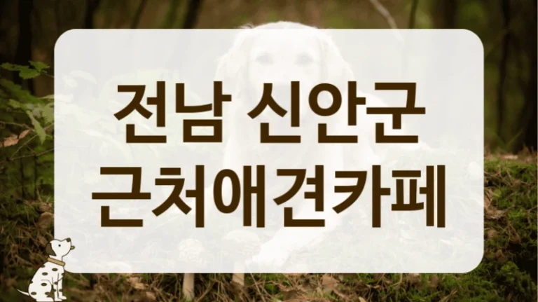 신안군 재활 후 방문 하기 좋은 조용한 애견카페 추천 신안군 재활 후 방문 하기 좋은 조용한 애견카페 추천