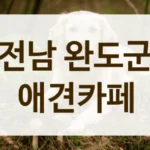 전남 완도군 동물등록증 확인 애견카페 위치