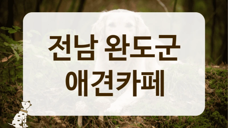 전남 완도군 동물등록증 확인 애견카페 위치 전남 완도군 동물등록증 확인 애견카페 위치