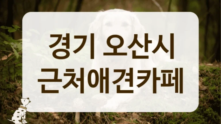 오산시 비 오는 날 가기 좋은 실내 애견카페 정보
