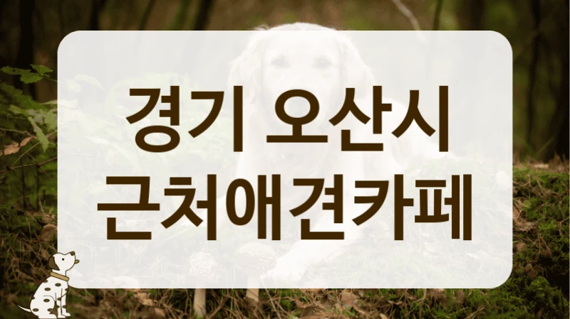 오산시 비 오는 날 가기 좋은 실내 애견카페 정보