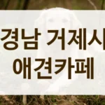 거제시 우리 아이를 위한 맞춤 놀이터 애견카페 추천