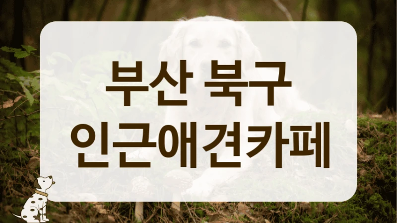 북구 우리 동네 친절 끝판왕 애견카페 추천