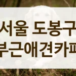 도봉구 늦게까지 운영하는 야간 애견카페 리스트