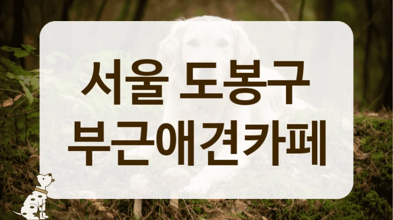 도봉구 늦게까지 운영하는 야간 애견카페 리스트