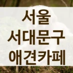 서울 서대문구 사장님이 친절한 애견카페 추천