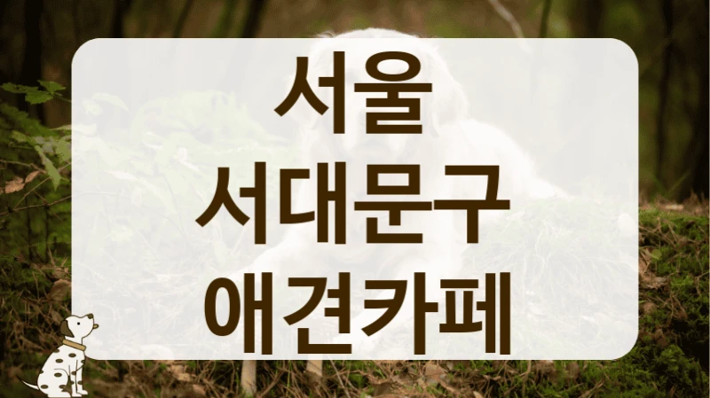 서울 서대문구 사장님이 친절한 애견카페 추천