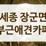 장군면 우리 아이를 위한 세심한 공간 애견카페 안내