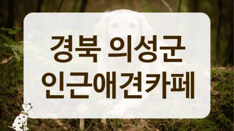 의성군 애견카페 음료 가격 저렴한 곳 추천 안내