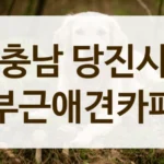 충남 당진시 강아지 호텔 가능한, 믿을 수 있는 애견카페