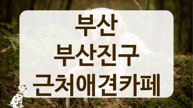 부산진구 프라이빗한 애견카페 방문 가이드 부산진구 프라이빗한 애견카페 방문 가이드