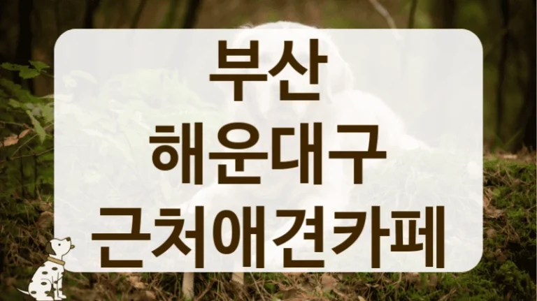 해운대구 운동 부족 해결 가능한 넓은 애견카페 추천 해운대구 운동 부족 해결 가능한 넓은 애견카페 추천