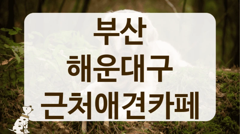해운대구 운동 부족 해결 가능한 넓은 애견카페 추천