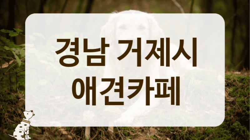 거제시 우리 아이를 위한 맞춤 놀이터 애견카페 추천 거제시 우리 아이를 위한 맞춤 놀이터 애견카페 추천