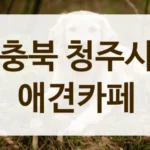 충북 청주시 계절마다 예쁜 포토존 애견카페 안내