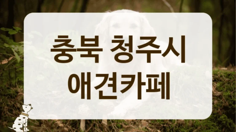 충북 청주시 계절마다 예쁜 포토존 애견카페 안내