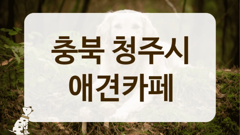 충북 청주시 계절마다 예쁜 포토존 애견카페 안내