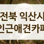 익산시 사회화 시기 강아지 방문하기 좋은, 세심한 케어 애견카페