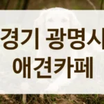 광명시 애견카페 음료 가격 가성비 좋은 곳 추천 안내