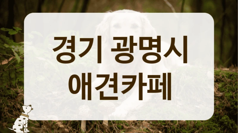 광명시 애견카페 음료 가격 가성비 좋은 곳 추천 안내
