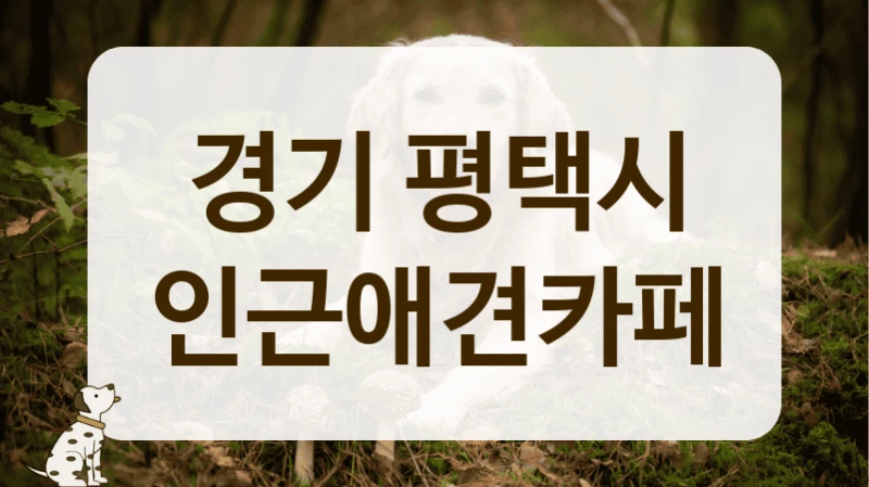 평택시 강아지 용품 판매 및 체험 가능한 애견카페 정보