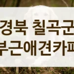 경북 칠곡군 반려견 인생샷 애견카페 추천 및 안내