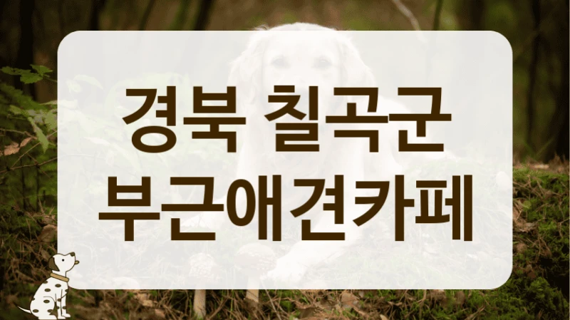경북 칠곡군 반려견 인생샷 애견카페 추천 및 안내