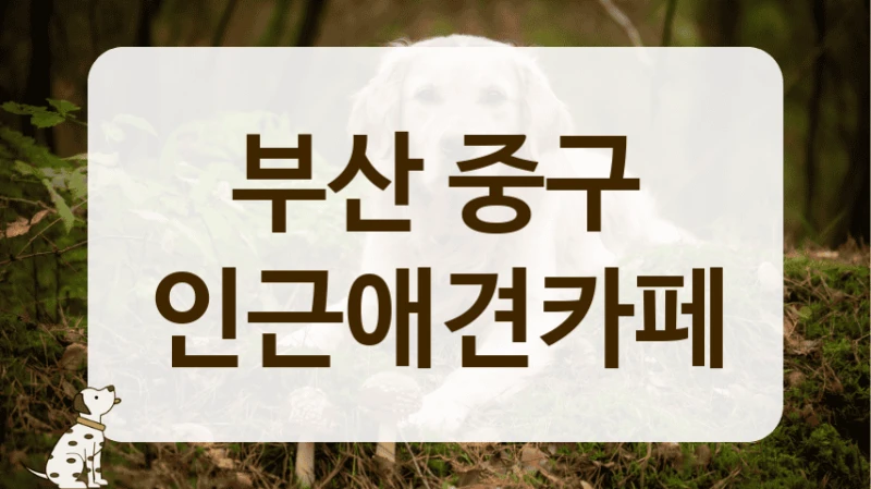 부산 중구 감성 가득 포토존 애견카페 안내