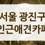서울 광진구 애견카페 위치 및 운영시간 총정리