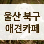 북구 사회성 훈련 돕는 매너 있는 애견카페 리스트