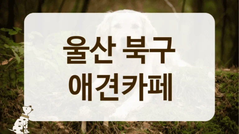북구 사회성 훈련 돕는 매너 있는 애견카페 리스트
