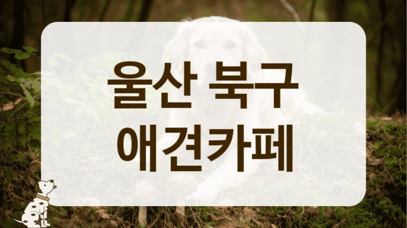 북구 사회성 훈련 돕는 매너 있는 애견카페 리스트